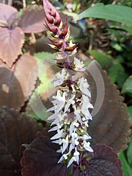 cat whisker flowers that haven bloomed yet