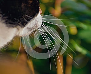 Cat Whiskers close up, focus on whiskers.