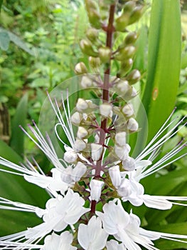 cat whiskers plant which has the Latin name Orthosiphon aristatus