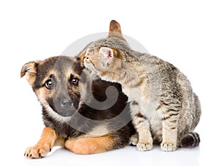 Cat whispers secrets to dog's ear. isolated on white background