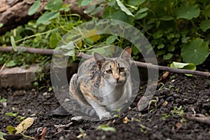 A Cat with whit and brown fur siting alone on ground