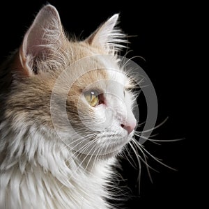 Cat white