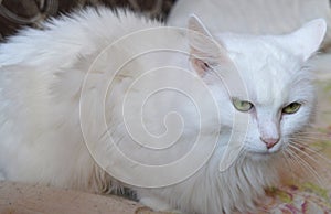 Cat, white, animal, pet, kitten, cute, feline, domestic, fur, kitty, portrait, eyes, fluffy, pets, mammal, blue, breed, cats, ragd