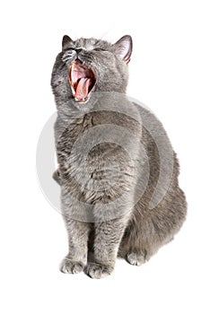 Cat on a white background.