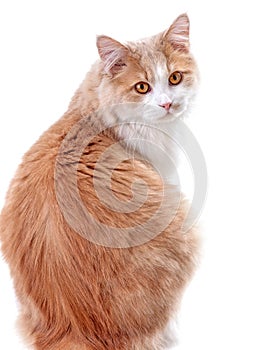 Cat on a white background