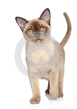 Cat on a white background photo