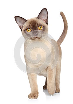 Cat on a white background