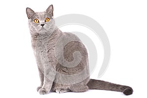 Cat on a white background