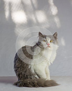 Cat on a white background.  Lovable  cat  at home photo