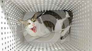 Cat in white basket threatening with ferocity photo
