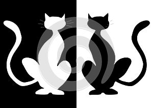 Cat on a white and black background