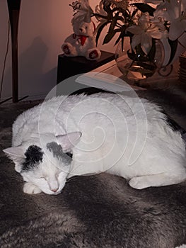 Cat white and black sleep