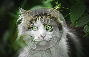 A cat with a white breast makes a surprised expression of a face with green eyes