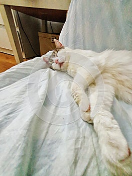 Cat, White cat lays down on the bed