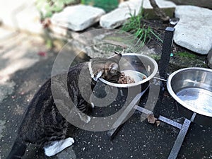 Cat with a white flea collar eating food from a dog bowl