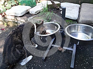 Cat with a white flea collar eating food from a dog bowl