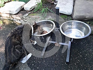 Cat with a white flea collar eating food from a dog bowl