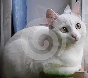 The cat,  white, looks out of the window, beautiful, fluffy