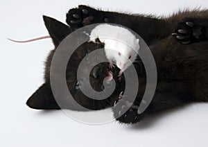Cat & White mouse
