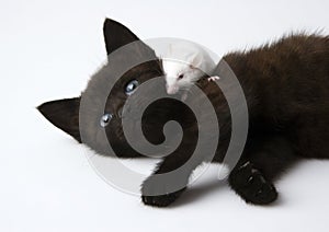 Cat & White mouse