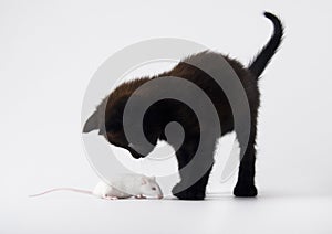 Cat & White mouse