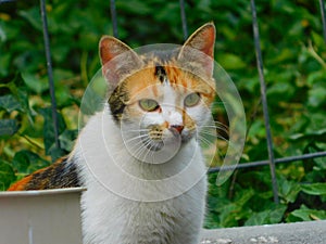 A cat with white, orange and black.