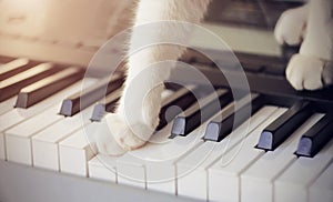 Cat with white paws presses one paw on the key on the musical synthesizer, making a sound