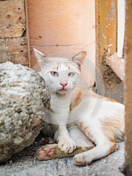 Cat white,Secretly behind rocks,Cunning eyes,Animal pet so cute,On street Bangkok,Thailand