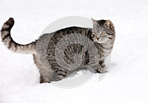 Cat on white snow