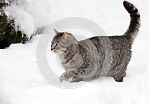 Cat on white snow