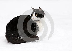 Cat on white snow