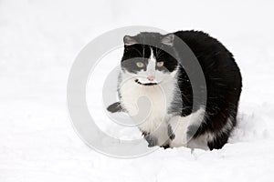 Cat on white snow