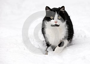 Cat on white snow