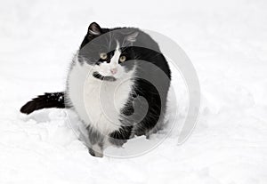 Cat on white snow