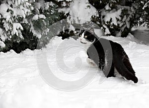 Cat on white snow