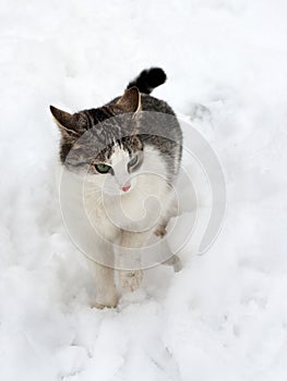 Cat on white snow