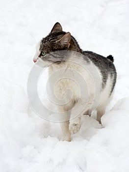 Cat on white snow
