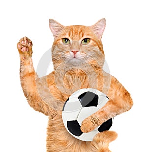Cat with a white soccer ball