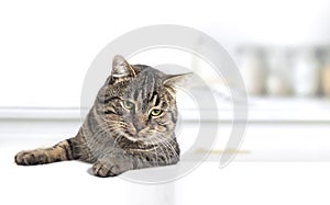 Cat at white table looking empty space,product promotion design.Pet portrait at kitchen