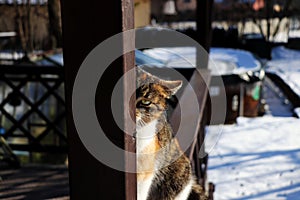 A cat who looking through wooden beam