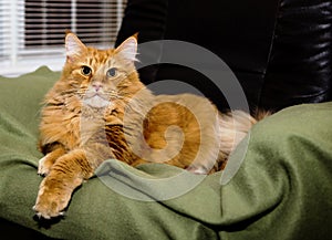 Cat who thinks she is queen