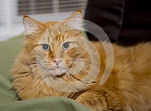 Cat who thinks she is queen