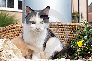 Cat in a wicker basket