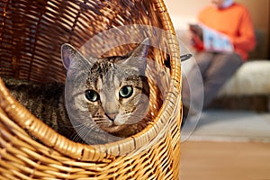 Cat in wicker basket