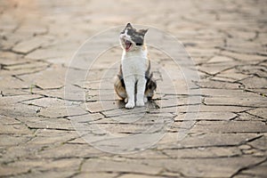 cat widely yawns sitting on the floor of a wild stone in the summer yard