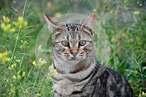 Cat in a wild environment photo