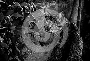 Cat, wildcat,Feline, mammal, Monochrome, BlackandWhite, leafs photo