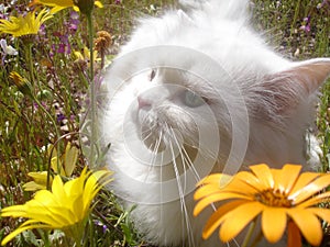 Cat in the Wildflowers 2