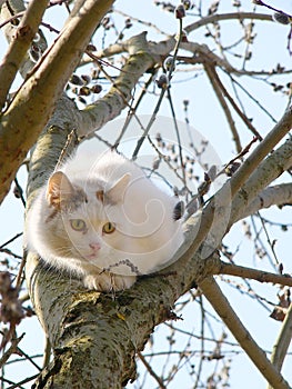 Cat on a willow