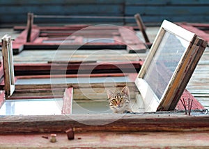 Cat in the window